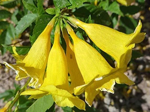 Yellow Trumpetbush Seeds - 20+ Tecoma stans Exotic Flower Seeds for Garden, Attracts Pollinators, Full Sun, Easy to Grow