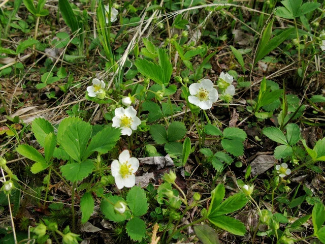 Wild Strawberry Plant Bare Root – Edible Perennial Fragaria for Garden Beds & Containers
