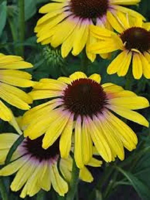 Yellow Rainbo Coneflower Seeds - Echinacea purpurea Perennial Flower Seeds for Garden, Pollinator Attracting, 50 Count