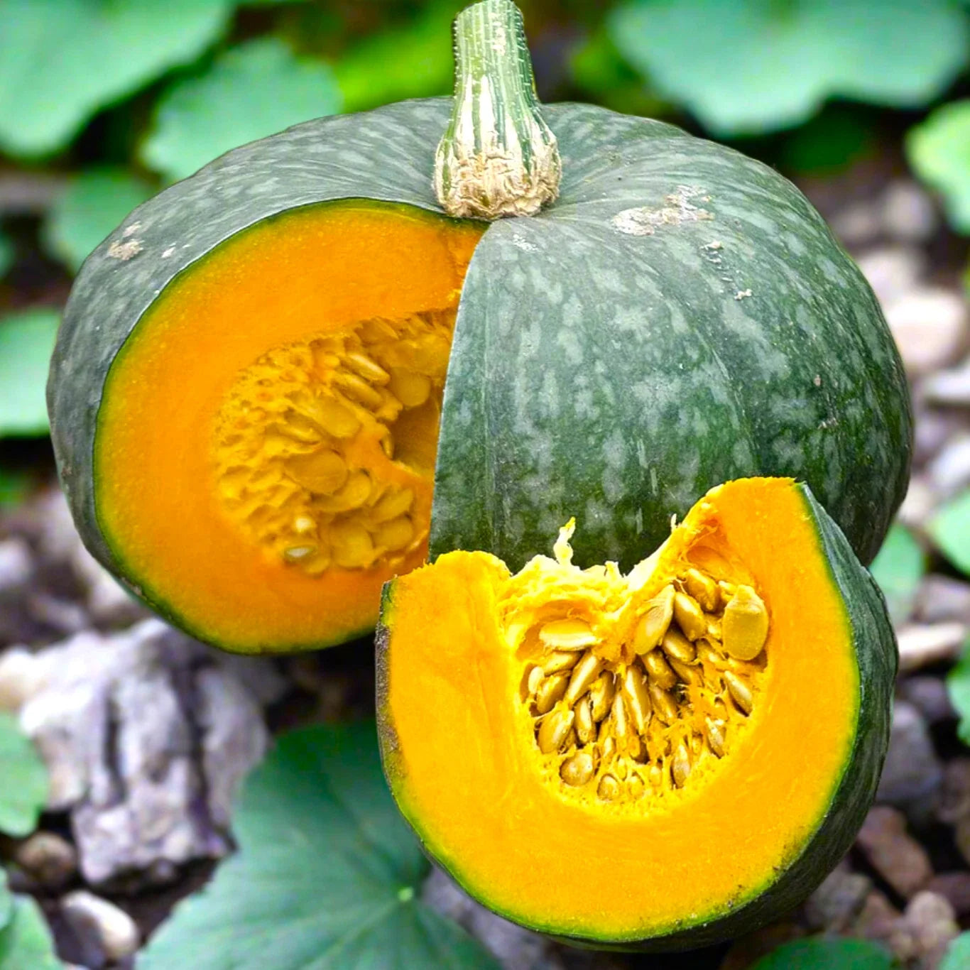 Kabocha Seeds | Japanese Pumpkin Squash | Green Gourd | Cucurbita maxima | Organic Non-GMO, Heirloom, Home Garden, Culinary