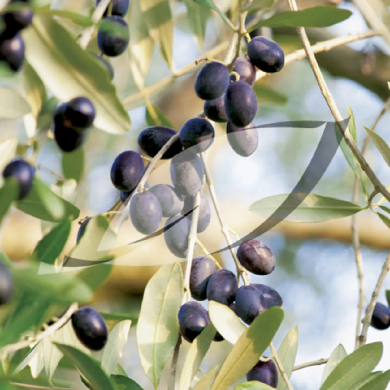 15 Olive Tree Seeds Olea Europaea - Groco USA - Ships Free