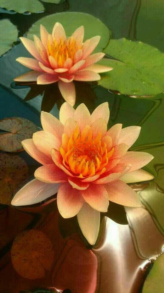 Orange Yellow Lotus Seeds - 5 Pack - Nelumbo nucifera - Hardy Tropical Aquatic Plant for Ponds & Water Gardens