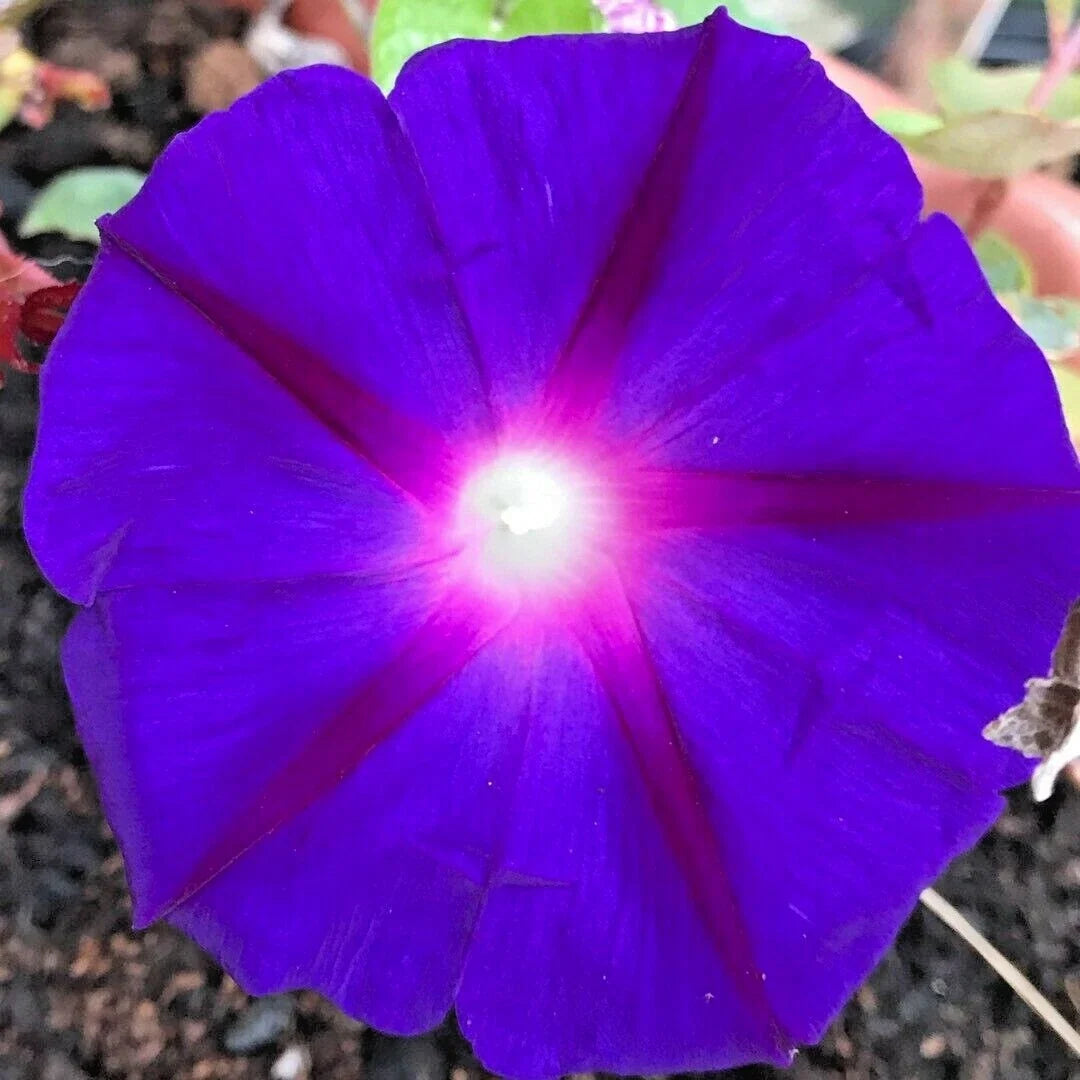 Purple Morning Glory Flower Seeds - 200+ Climbing Vine, Ipomoea purpurea, Native Wildflower, Summer Blooms, Attracts Pollinators