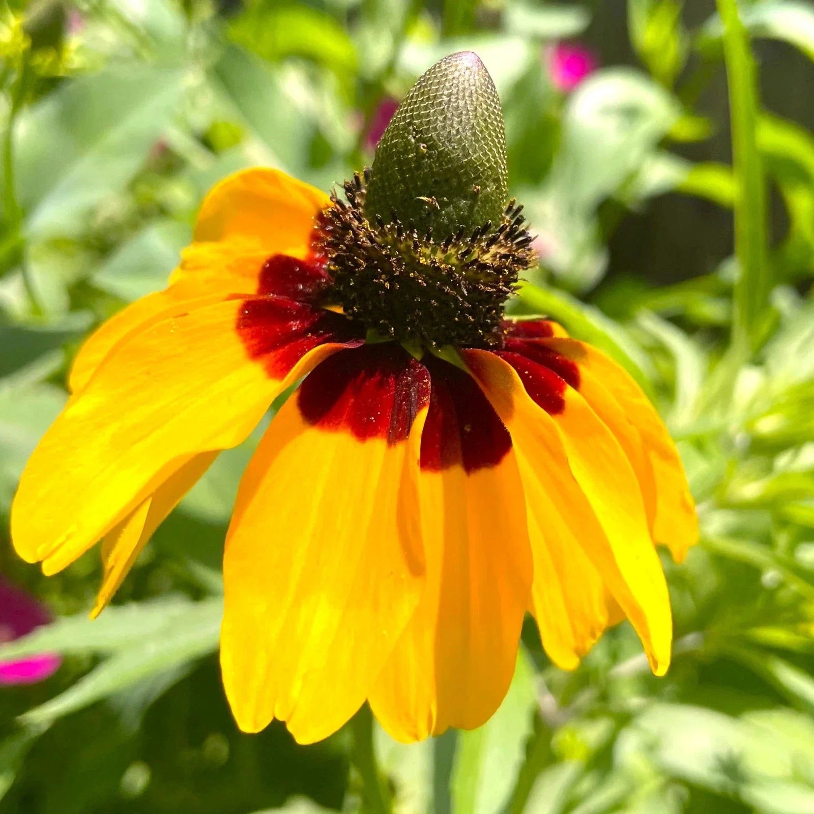 Clasping Coneflower Seeds - Yellow Dracopis Rudbeckia - Perennial Flower for Pollinators - 2025 Planting Pack