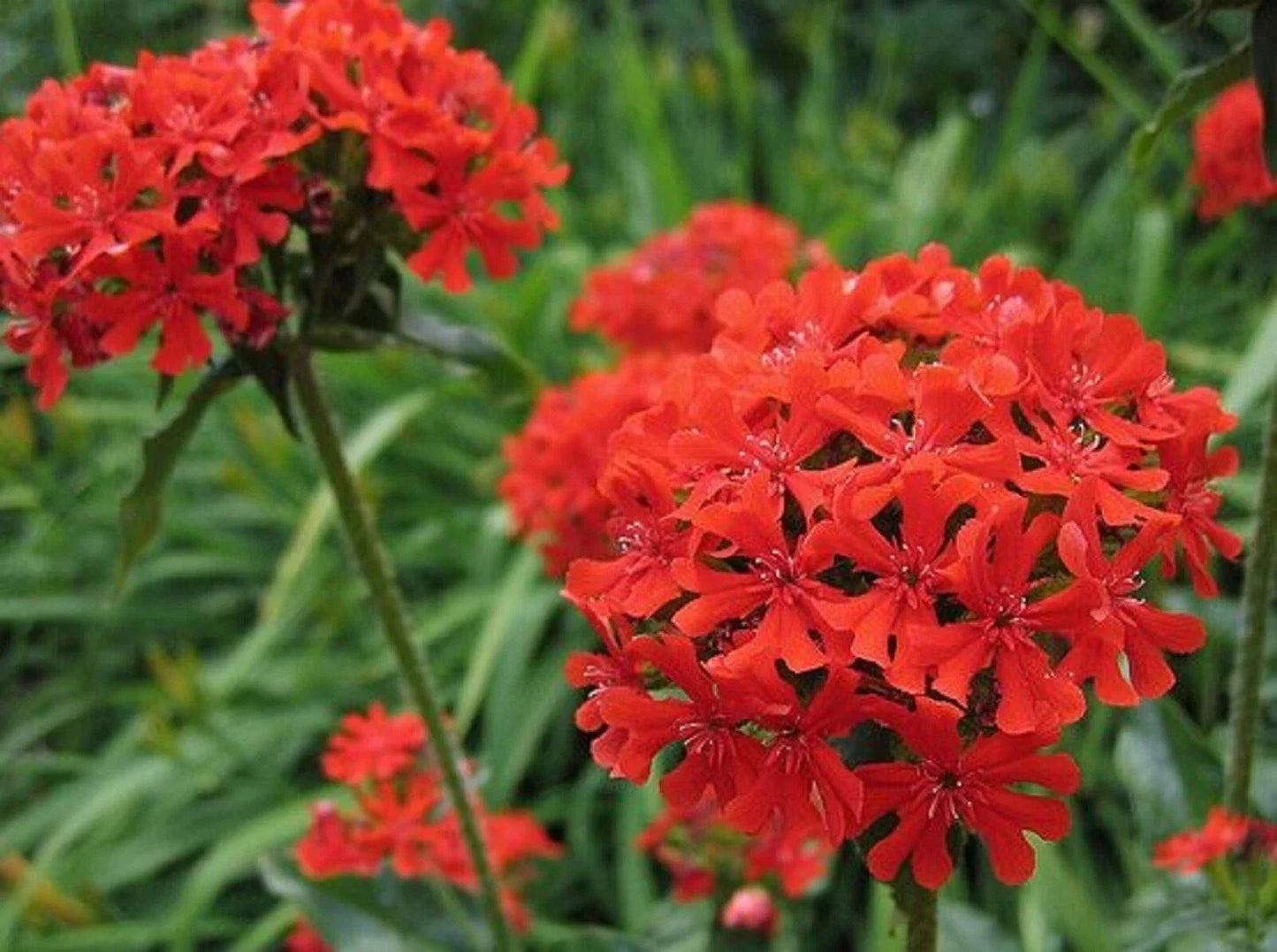Maltese Cross Seeds - 200 Count Lychnis chalcedonica - Bright Red and Orange Flowers