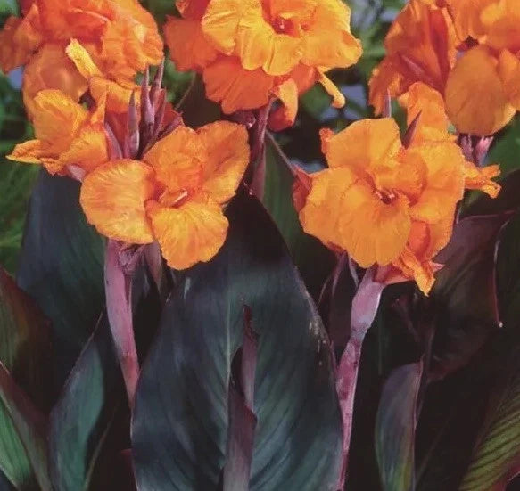 Canna Lily Bulbs 3-Pack Orange Flowers Purple Variegated Leaves Perennial Canna Wyoming Plant