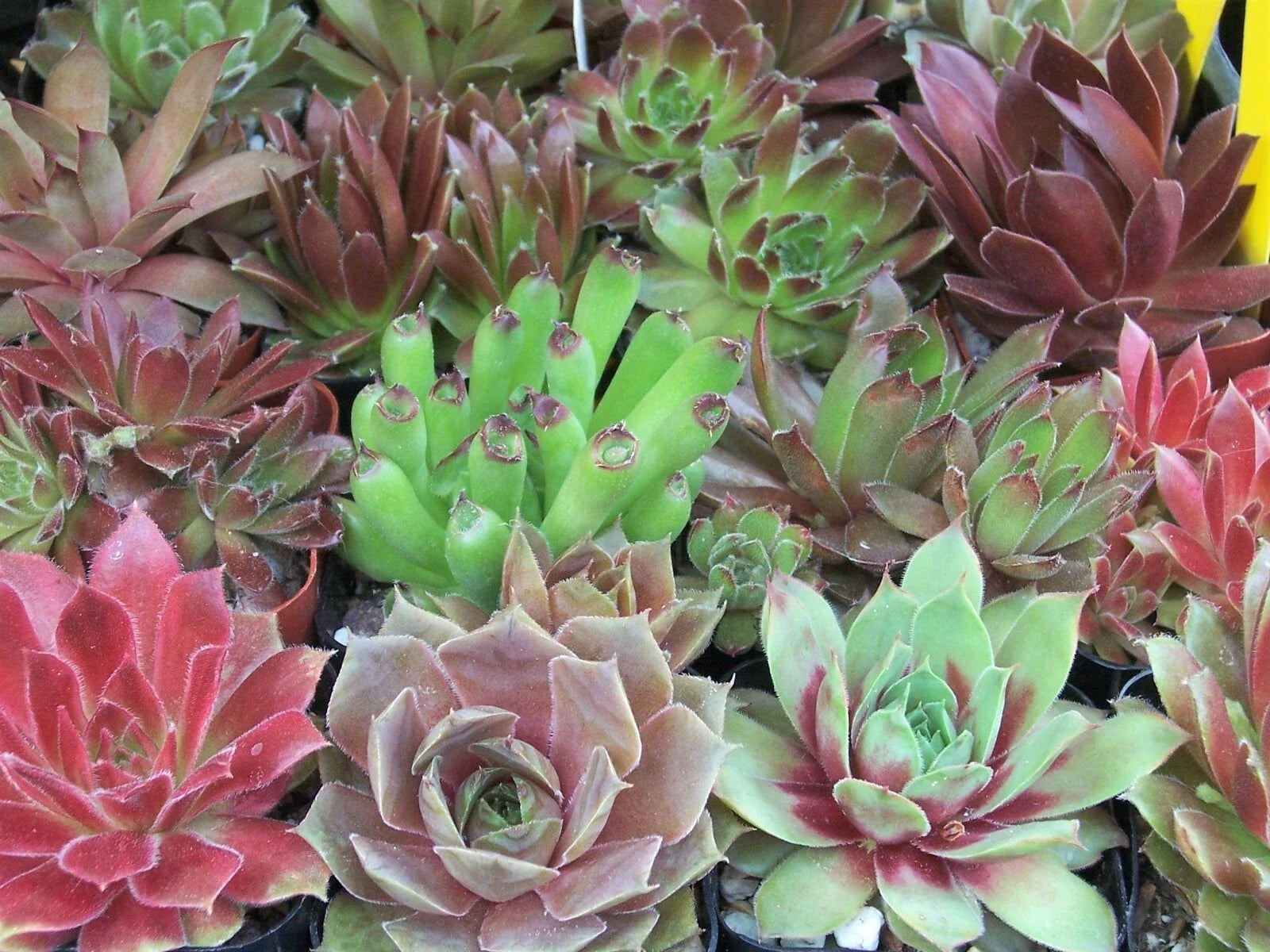 Rooted Sempervivum Hen & Chicks Succulent Plants Collection - 10 Varieties in 2" Pots, Drought-Tolerant, Perennial, Low Maintenance