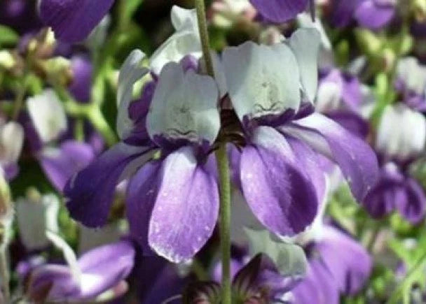 Chinese House Flower Seeds – 100 Purple Flower Seeds for Indoor & Outdoor Gardening, Vibrant Blooms, Easy to Grow