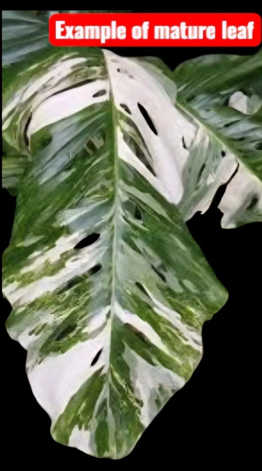Monstera Lechleriana Albo Rooted Plant in 4" Pot - Variegated Houseplant, Tropical Indoor Plant, Monstera adansonii var. Lechleriana