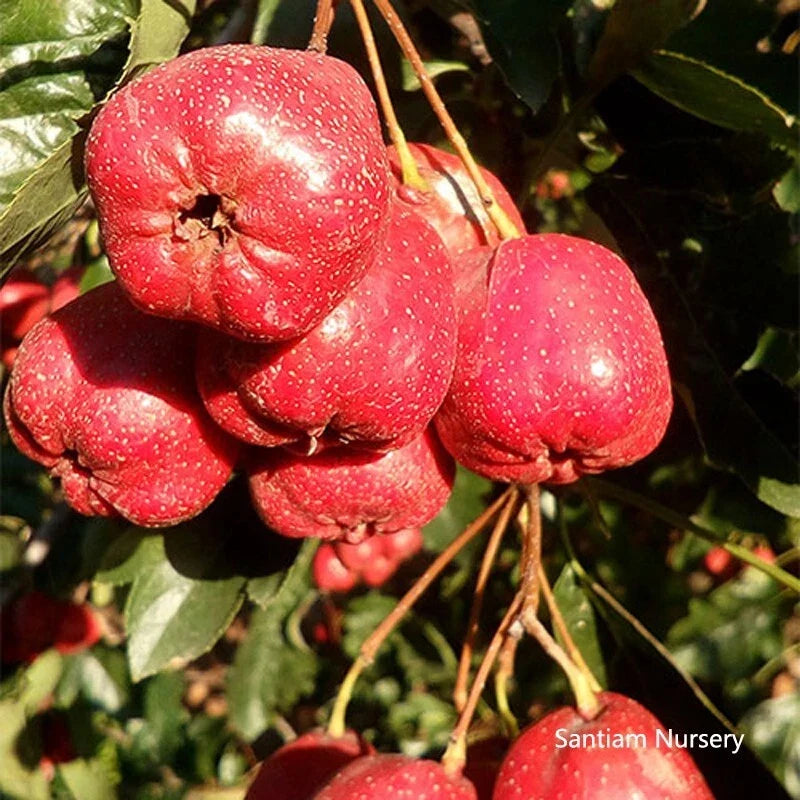 Giant Star Chinese Hawthorn Tree - Bare Root - Edible Fruit, Spring Flowers - Crataegus pinnatifida
