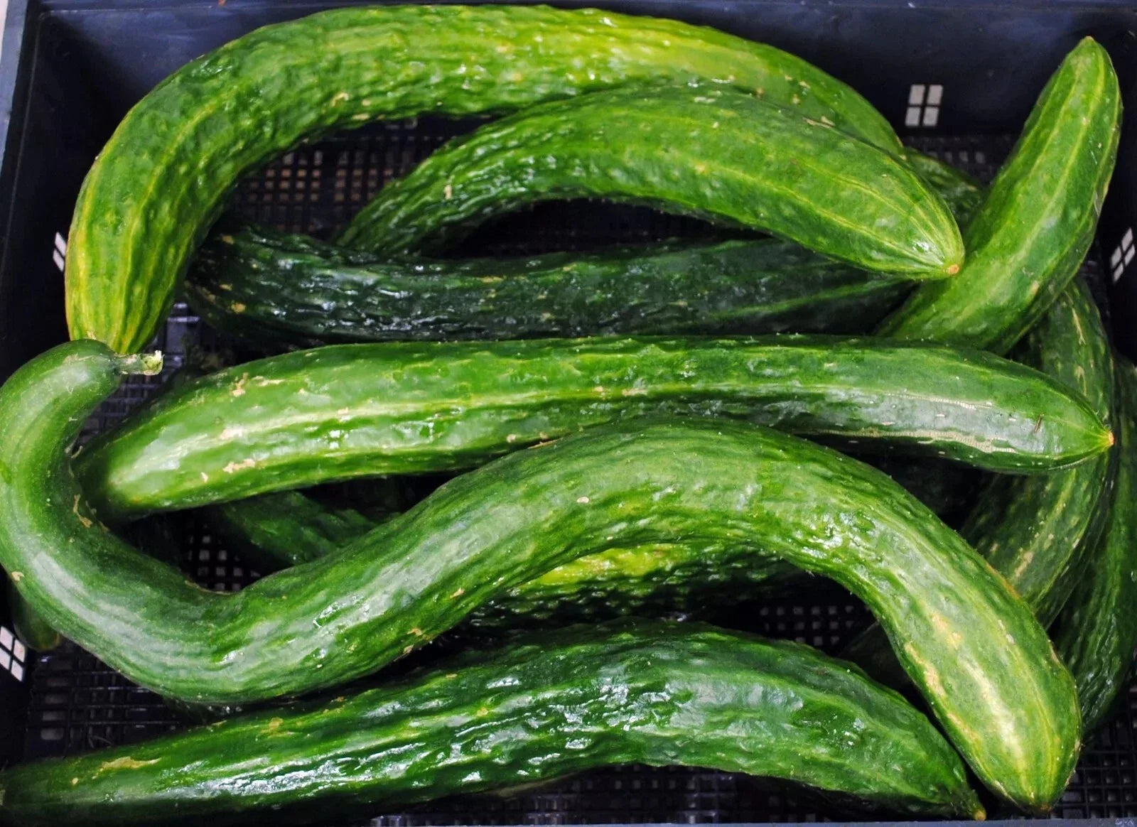 Suyo Long Cucumber Seeds - Heirloom Non-GMO Cucumis sativus, Long, Crisp, Rare Variety, Vegetable Seeds, 50+