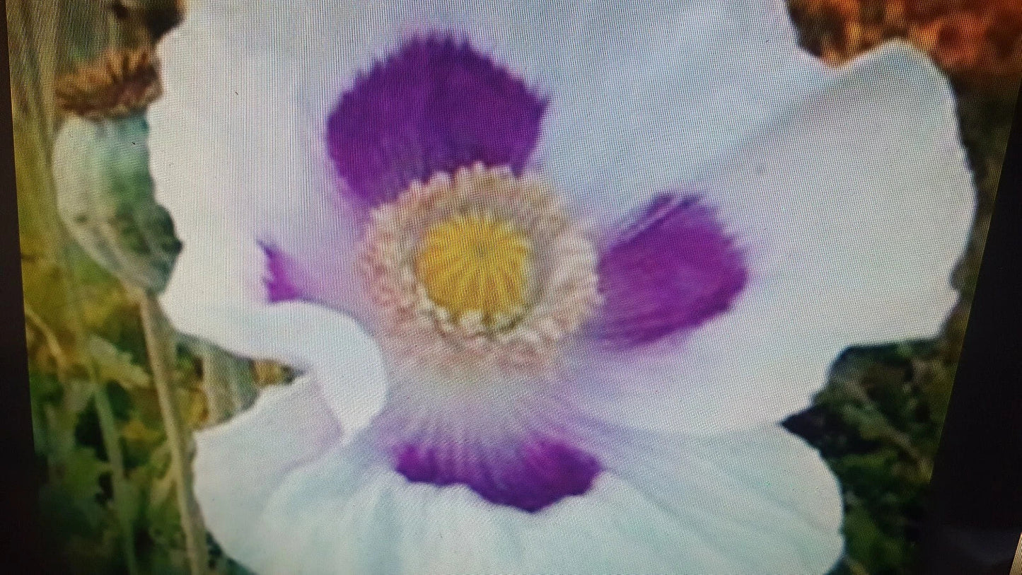Poppy Seeds 1 lb White Purple Flower Seeds Papaver somniferum for Garden, Pollinator Attracting, Easy to Grow