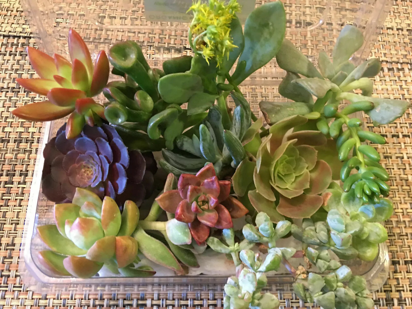 Succulent Cuttings Set of 12 | Assorted Varieties for Propagation & Decor | Indoor & Outdoor Garden Plants