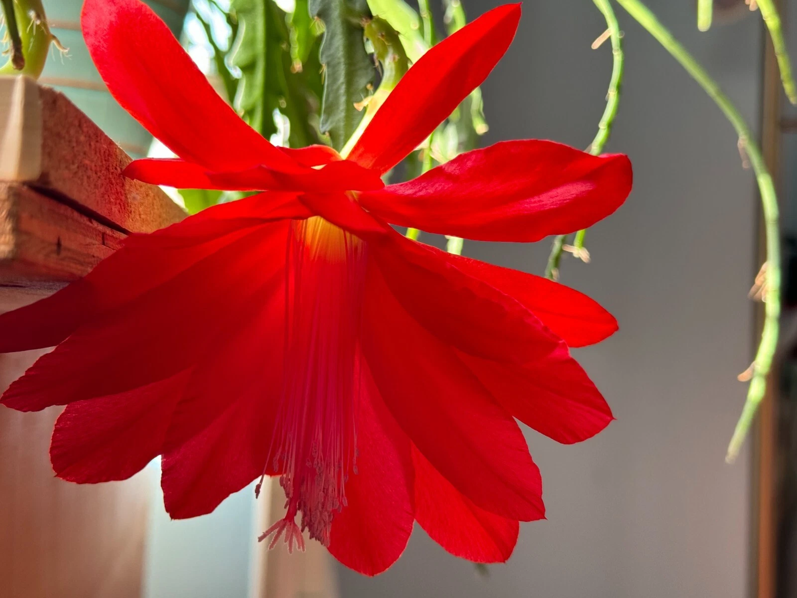 Red Epiphyllum Orchid Cactus Cuttings – 6 Live Unrooted Propagation Cuttings, 6-8 Inches, Trailing, Red Flowers, Epiphyllum spp.