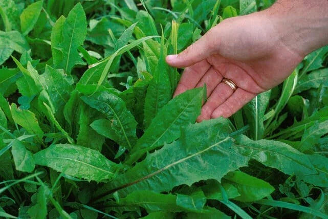 Chicory Endive Seeds Non-GMO - Oasis Garden Heirloom Variety for Home Gardening