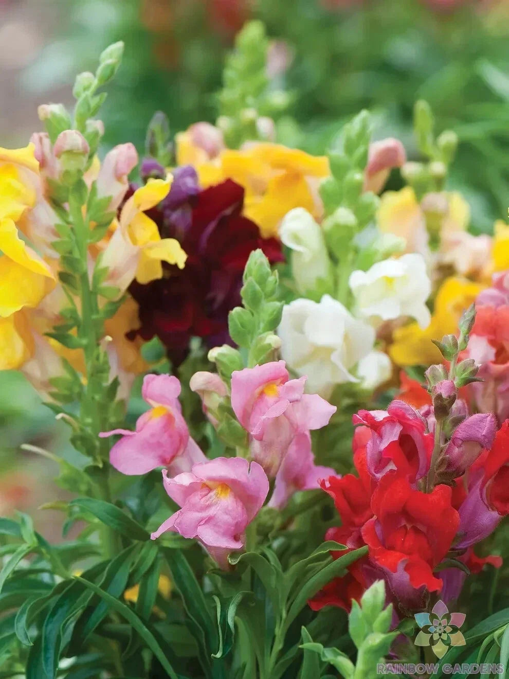 Cinderella Snapdragon Seeds - 1000+ Pack for Garden Planting - Antirrhinum majus - Vibrant Flowers for Borders & Containers