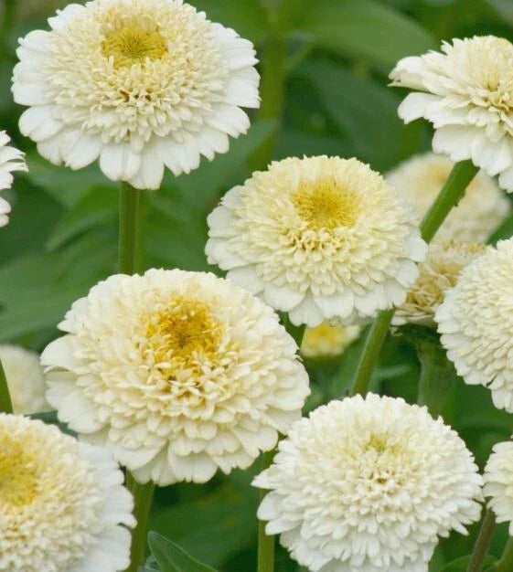 Zinderella White Zinnia Seeds - 100+ Pack for Garden, Zinnia elegans, White Flowers, Annual, Full Sun, Easy to Grow