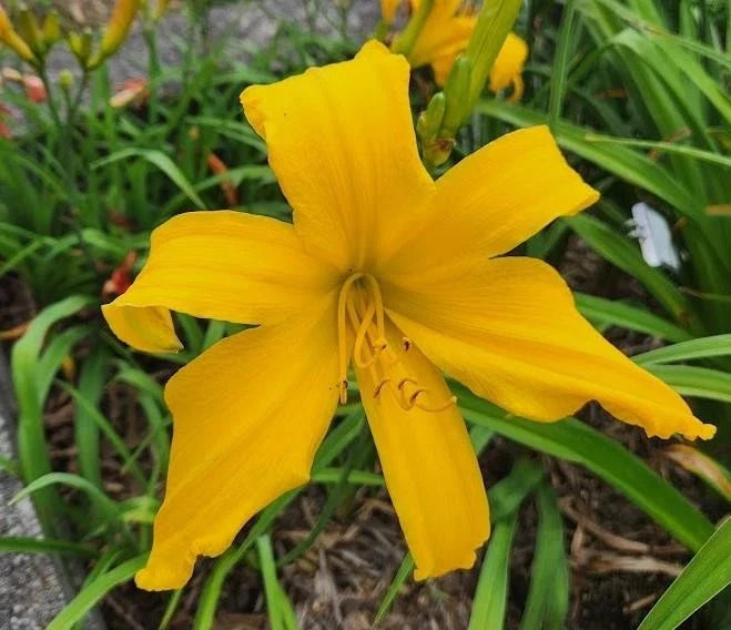 Daylily Plant | 9-Inch Blooms | Ratchet Variety | Hemerocallis spp. | Live Perennial Garden Flower