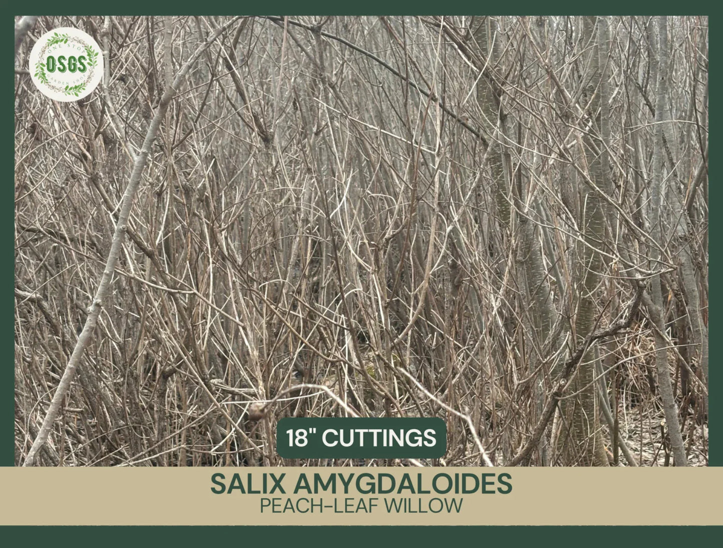 Fresh Unrooted Peach-Leaf Willow Cuttings | Salix amygdaloides | Fast-Growing Shrub for Landscaping