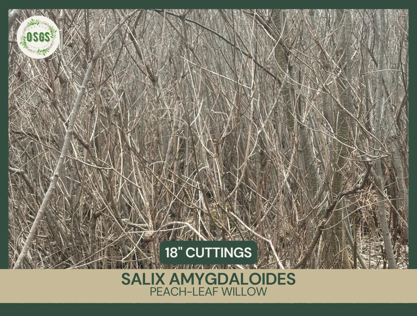 Fresh Unrooted Peach-Leaf Willow Cuttings | Salix amygdaloides | Fast-Growing Shrub for Landscaping