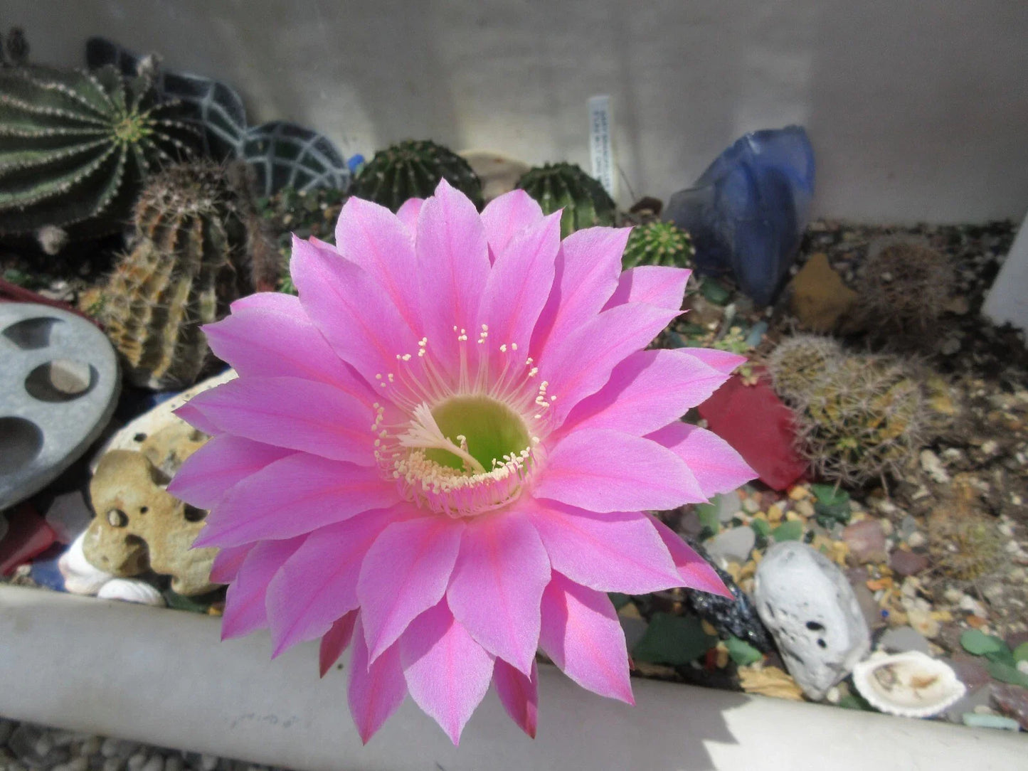 Echinopsis 'Gary Brandfeller' Lavender Cactus 5-Inch Potted Succulent with Pup, Unique Hybrid for Home Decor