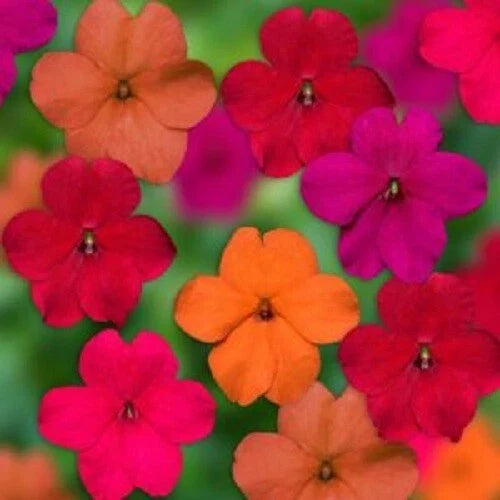 50 Tango Mix Impatiens Seeds – Colorful Annual Flower Seeds for Shade Gardens – Impatiens walleriana
