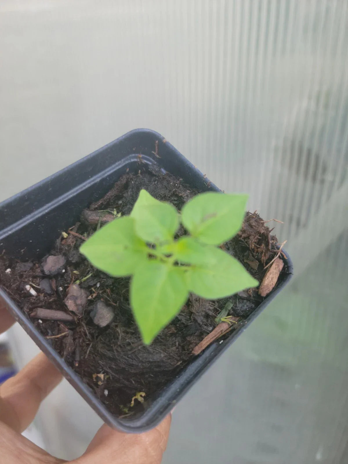 Chiltepin Pepper Plant - Hot Small Bird Pepper in 2.5" Pot | Capsicum annuum