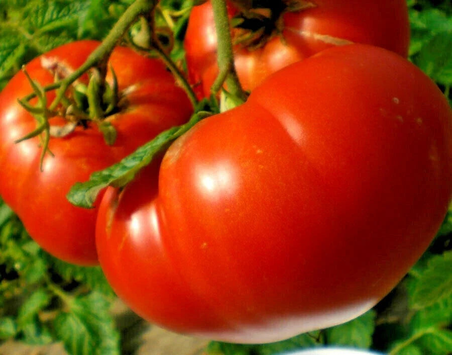 Mortgage Lifter Tomato Seeds Organic Heirloom Non-GMO for Containers - Solanum lycopersicum