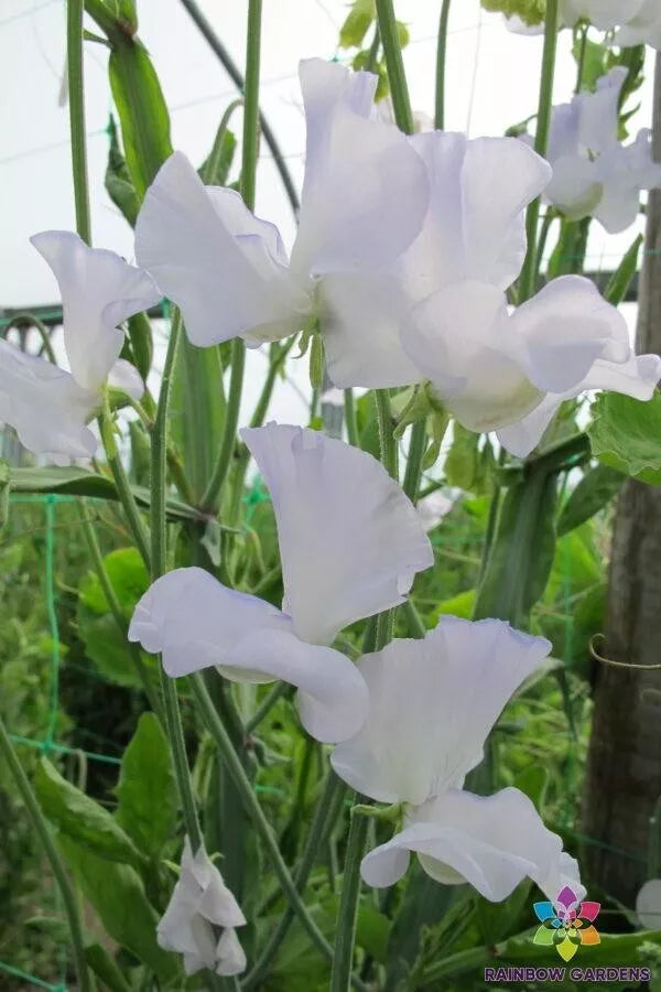Jack Eveleigh Sweet Pea Seeds - 50+ Heirloom Lathyrus odoratus Seeds for Garden