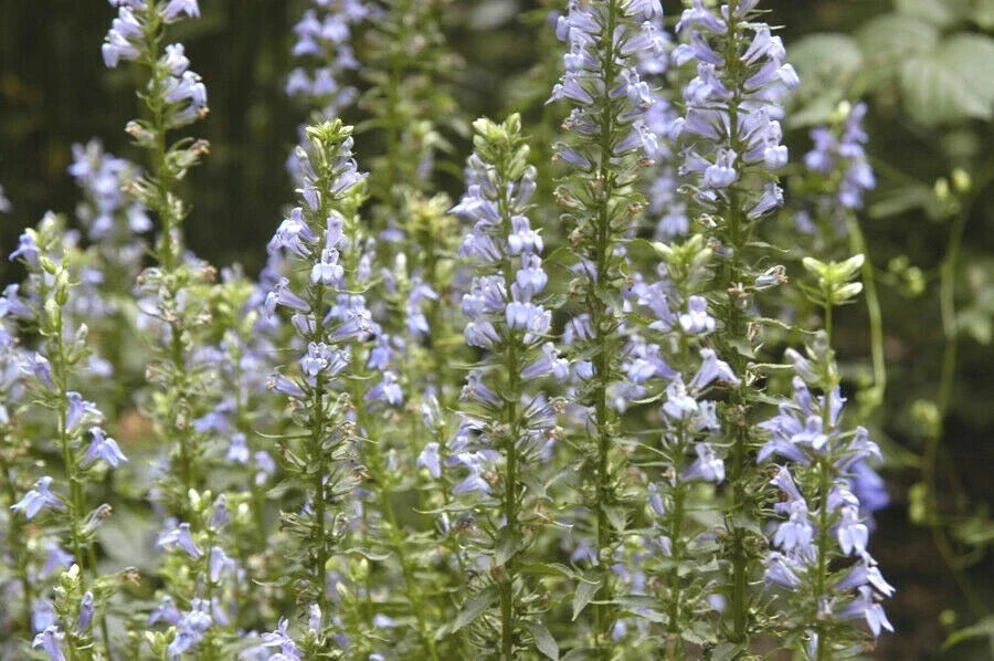 Great Blue Lobelia Seeds - Native Wildflower for Shade Gardens - Lobelia siphilitica - Drought & Cold Tolerant Perennial Seed Pack