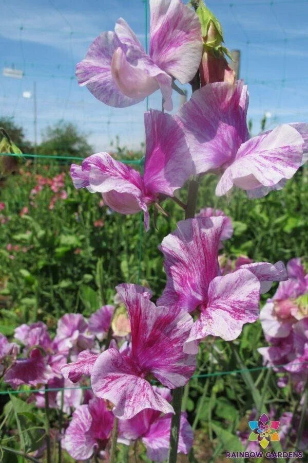 Pandemonium Sweet Pea Seeds - Climbing Vine, Mixed Colors, Fragrant Blooms, Lathyrus odoratus, Garden Planting, 50 Seeds