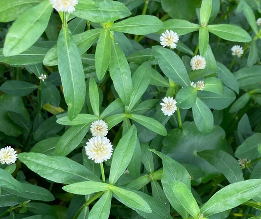 10 Alligator Weed Marginal Bog Live Plants - Easy to Grow Aquatic Accent (Alternanthera philoxeroides)