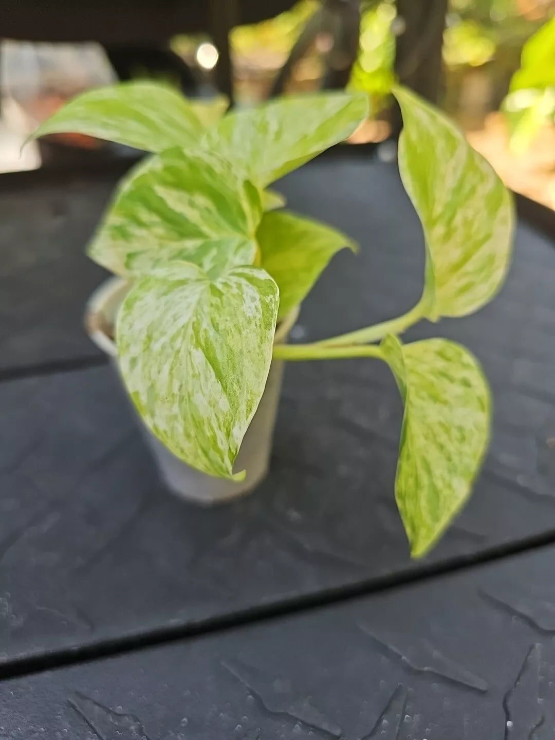 Marble Queen Pothos Plant 2.5" Pot - Variegated Philodendron Indoor Plant USA Seller