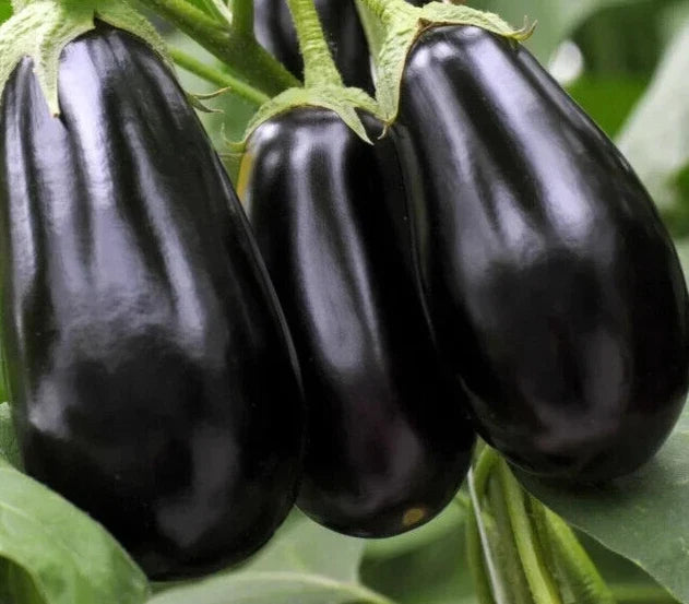 Black Beauty Eggplant Seeds - Heirloom Solanum Melongena Vegetable Seeds, 200+ Premium Seeds for Home Garden & Container Planting