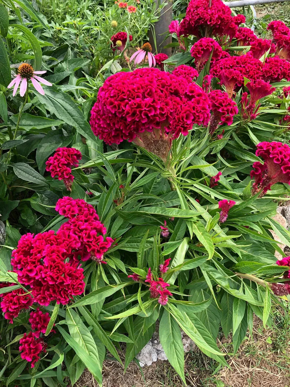 Cockscomb Pink Celosia Seeds - 500 Organic Celosia Cristata Seeds - USA Grown