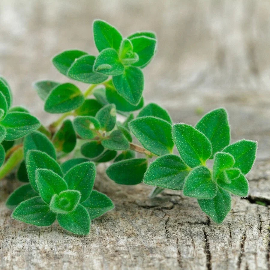 Oregano Live Herb Plants Set of 2 in 4 Inch Pots – Origanum vulgare Culinary Perennial for Cooking and Herb Gardens