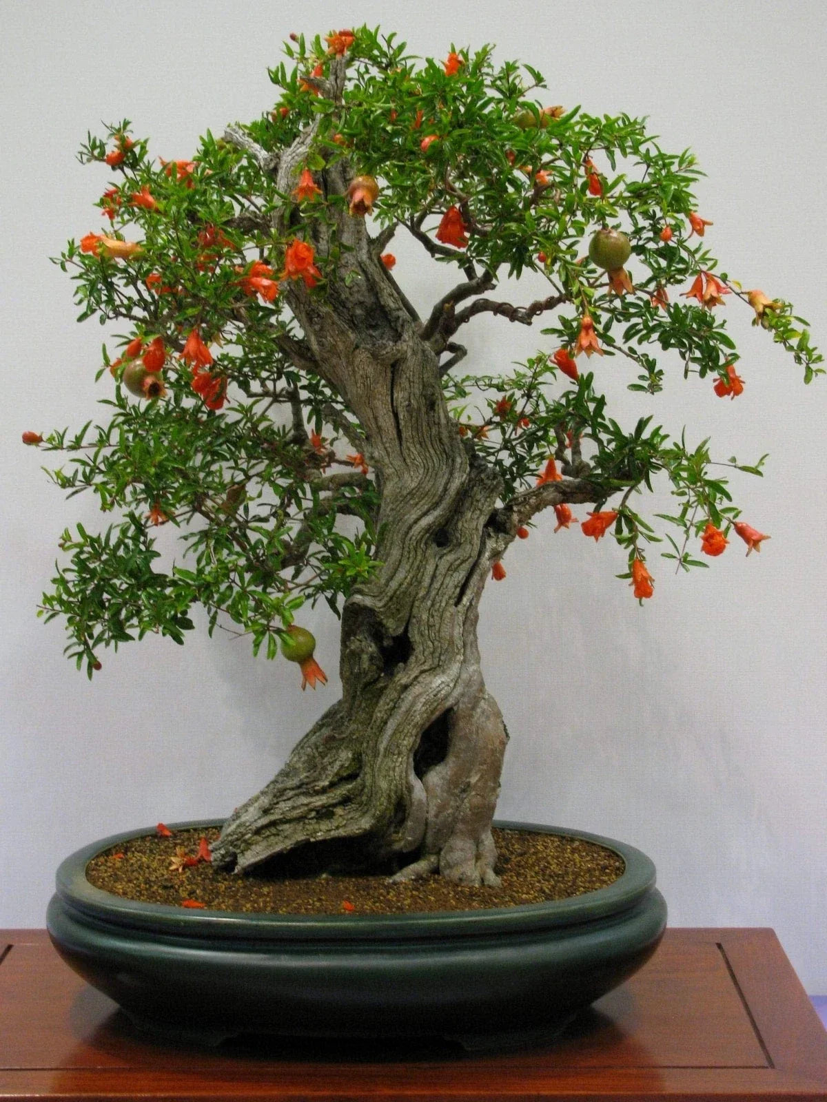 Pomegranate Bonsai Seeds - 20 Pack Edible Fruit Punica granatum for Miniature Tree Growth