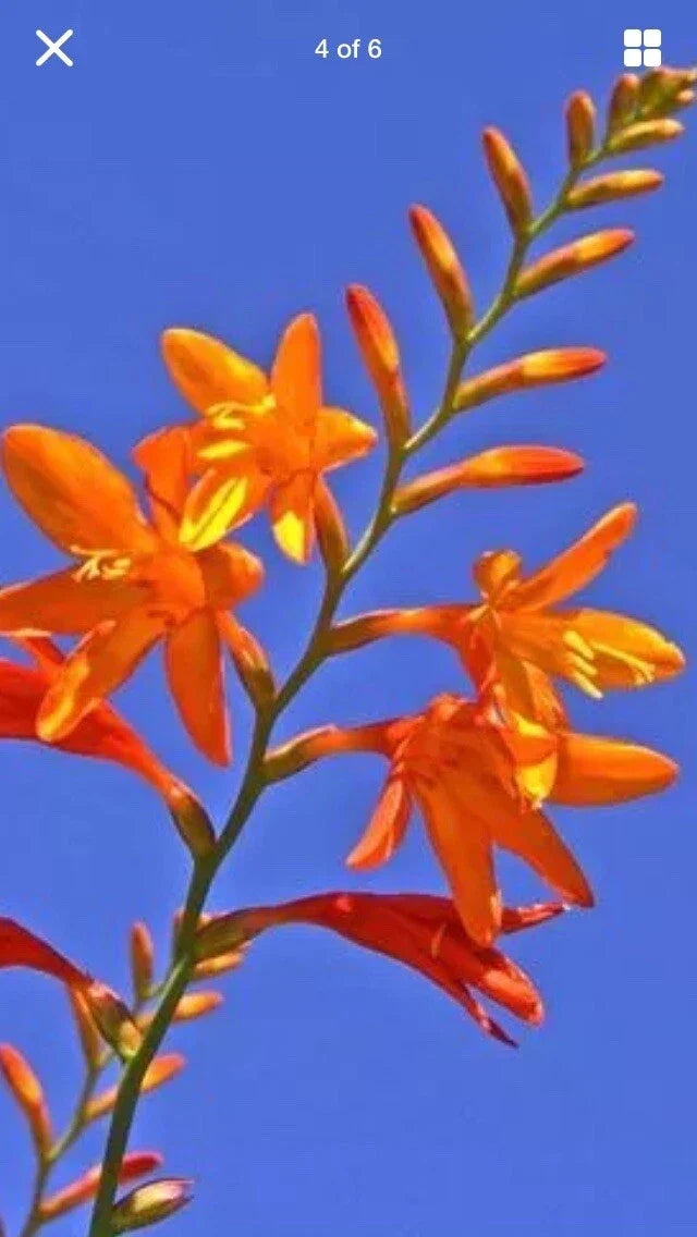 Live Crocosmia Masoniorum Bulbs - Bright Orange Flowering Perennial - 12-16 Inches Tall - Zones 6-9