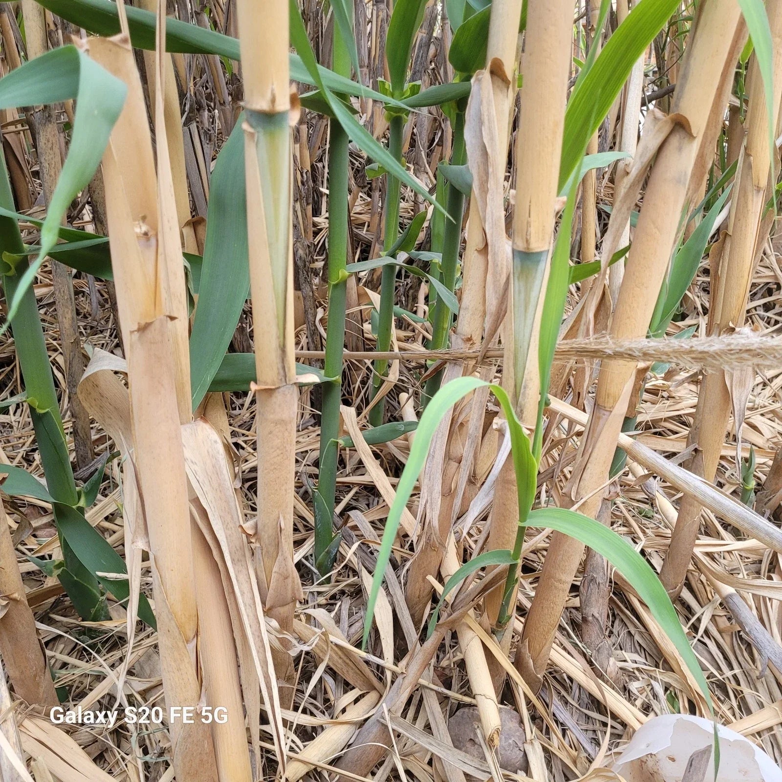 Giant Reed Grass Plants 3 Pack - Arundo donax, Elephant Grass, River Reed, Clumping Bare Root Plants
