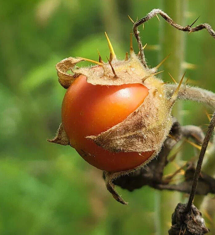 Litchi Tomato Seeds | 25 Seeds | Solanum Sisymbriifolium Vila-Vila Variety for Florida Garden
