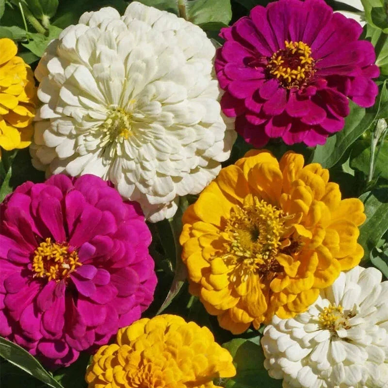 Organic Mardi Gras Zinnia Seeds - Colorful Garden Flowers, Zinnia elegans, 100 Pack, Easy to Grow, Butterfly Attracting, USA Grown