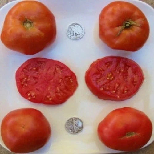 Brandywine Red Beefsteak Tomato Seeds - 25 Fresh Solanum lycopersicum Heirloom Vegetable Seeds for Home Gardening