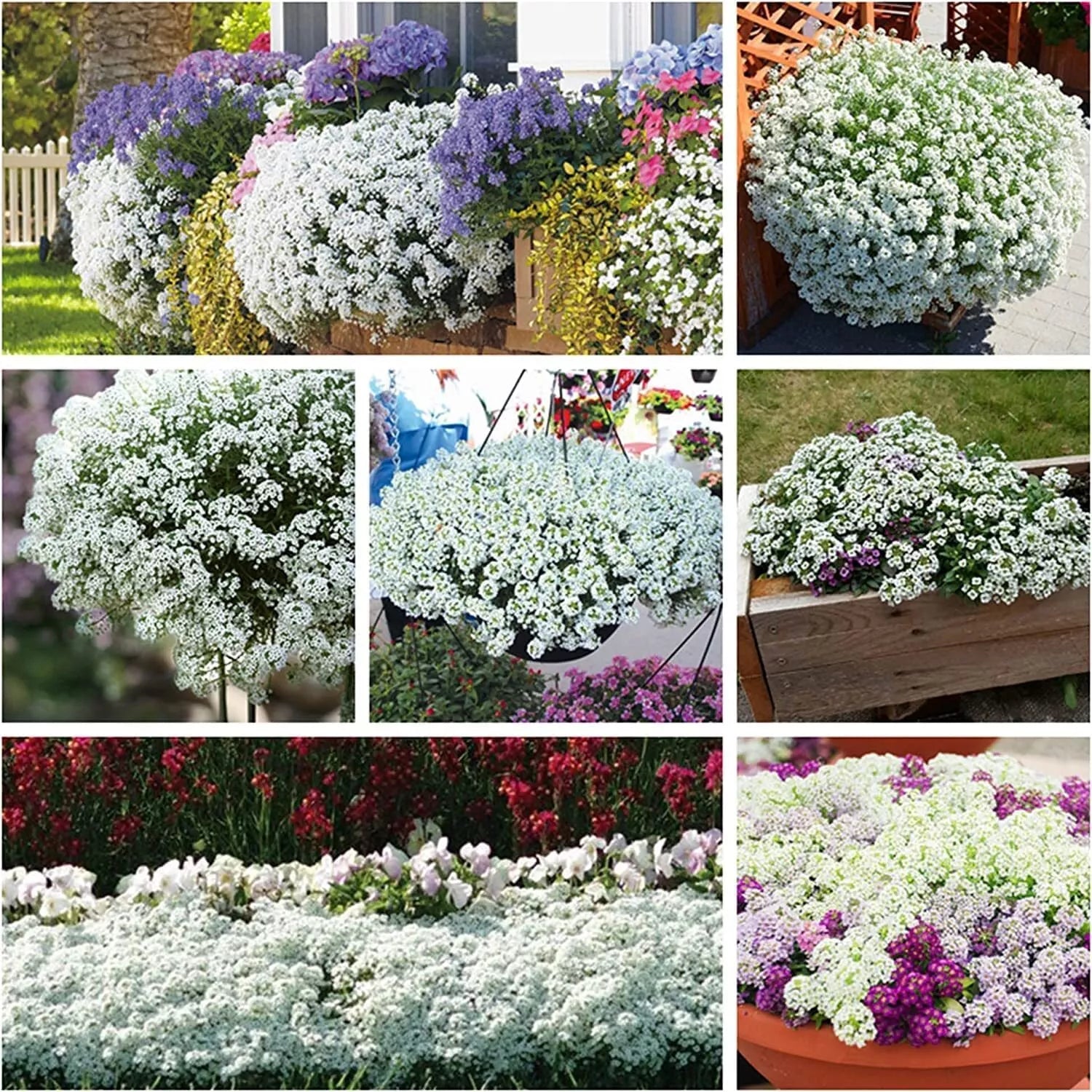 White Alyssum Clover Seeds 500 Pack | Ground Cover, Lobularia maritima, Drought Tolerant, Low Maintenance, Fragrant, Fast Germination