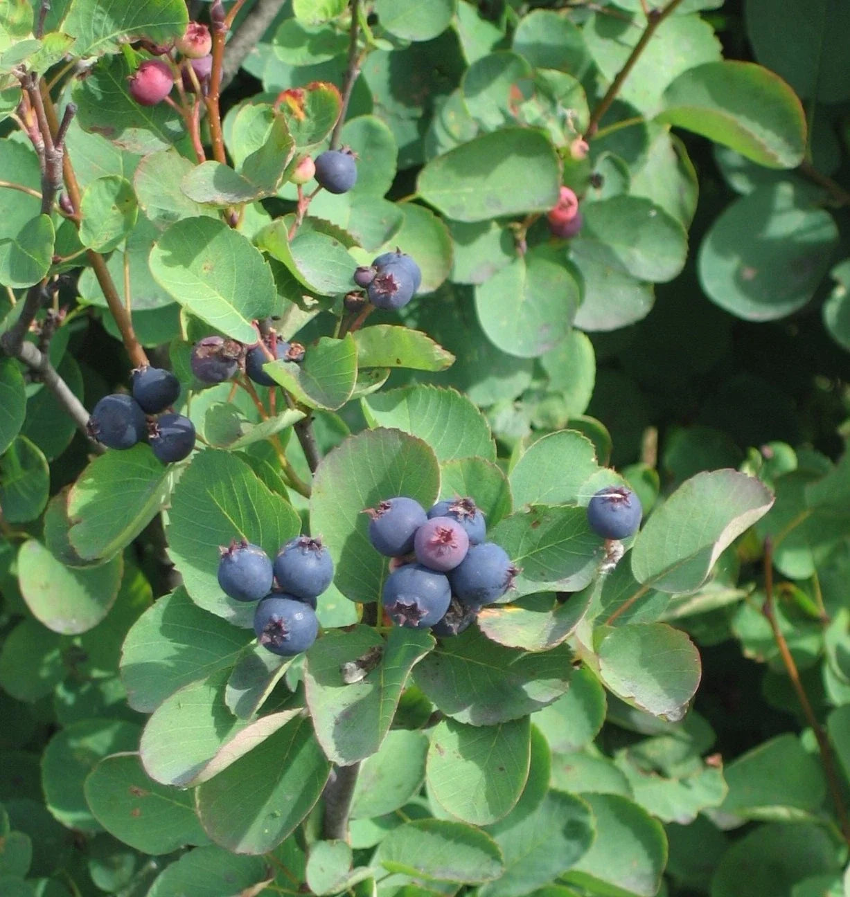 Saskatoon Serviceberry Seeds - 20 Pack - Edible Berries - Amelanchier alnifolia - Native Deciduous Shrub for Gardens