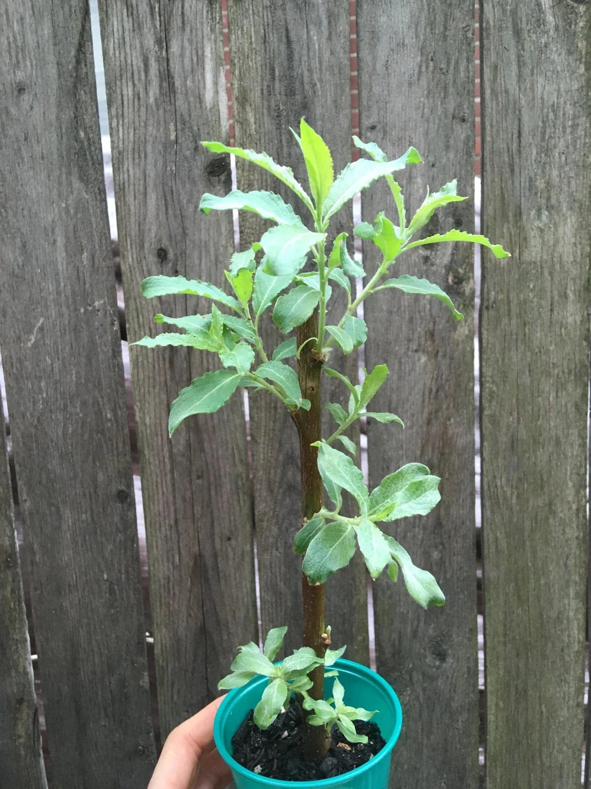Pussy Willow Live Tree - Well-Rooted Easter Willow Salix discolor for Garden, Landscape & Container Planting