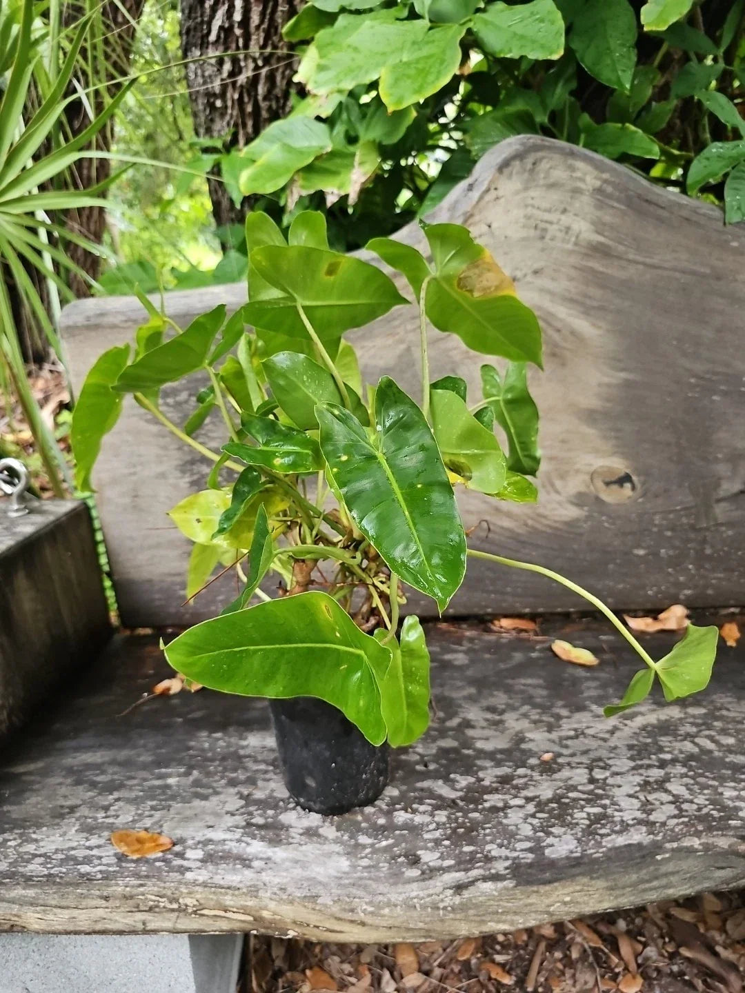 XL Philodendron Burle Marx Plant - Rooted Live Indoor Houseplant with Tropical Green Leaves