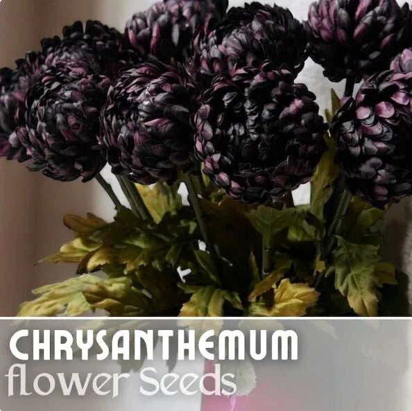 Twilight Plum Mum Seeds - 200+ Chrysanthemum morifolium Annual Flower Seeds, Vibrant Purple Blooms for Gardens & Containers