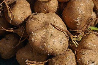 Thai Jicama Yam Bean Seeds 5 lb Pack – Pachyrhizus erosus Tuber for Home Gardening & Cooking