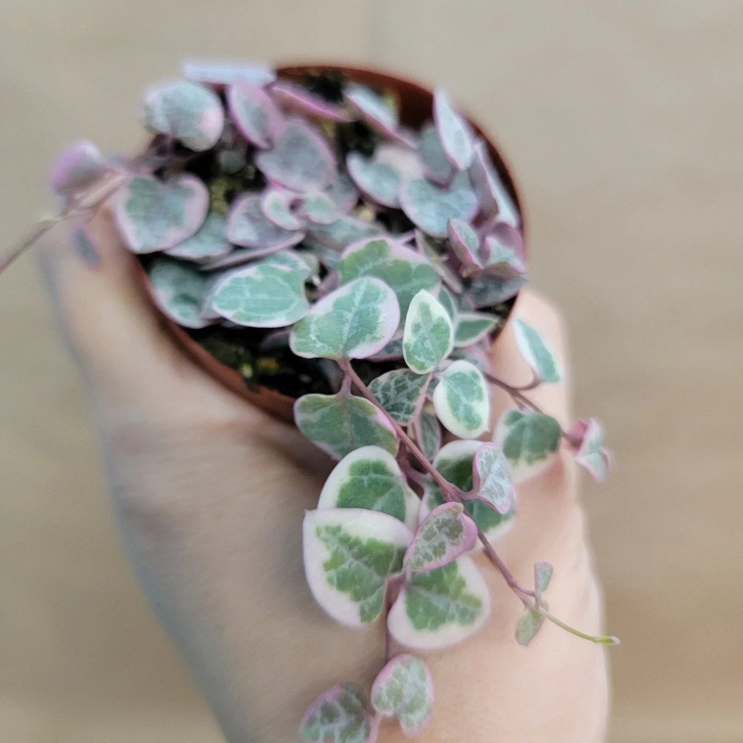 Variegated String of Hearts Plant – Rare Ceropegia woodii variegata in 3" Pot, Trailing Houseplant
