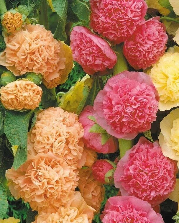 Hollyhock Seeds 25 Pack | Alcea rosea 'Chater's Double Mix' Flowering Perennial Garden Seeds